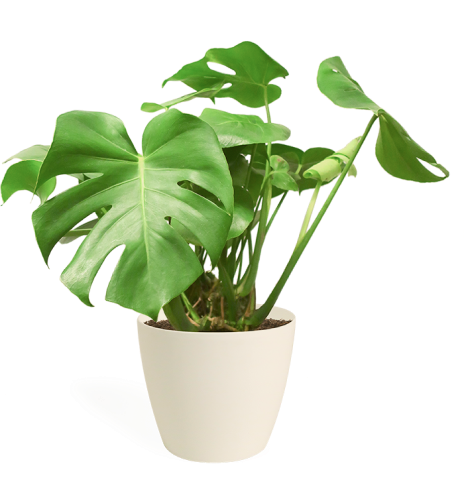 Monstera